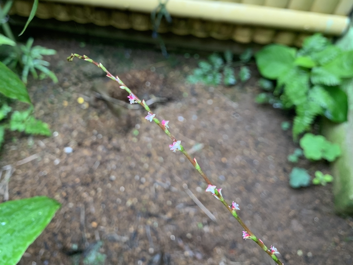 f:id:encyclopediaofweeds:20200722014238j:plain