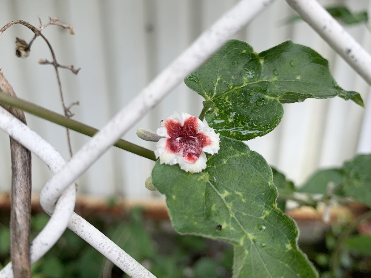 f:id:encyclopediaofweeds:20200722014320j:plain
