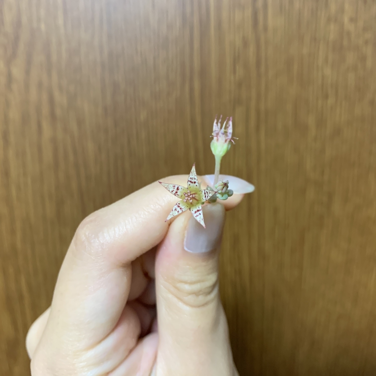 f:id:encyclopediaofweeds:20200723212445j:plain