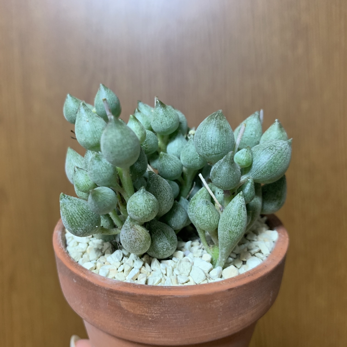 f:id:encyclopediaofweeds:20200723212910j:plain