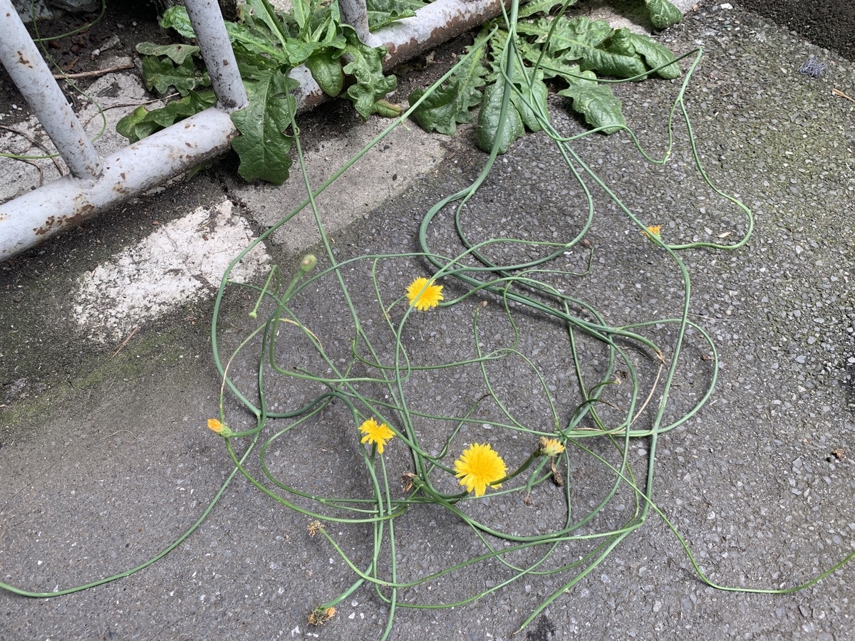 f:id:encyclopediaofweeds:20200723214434j:plain