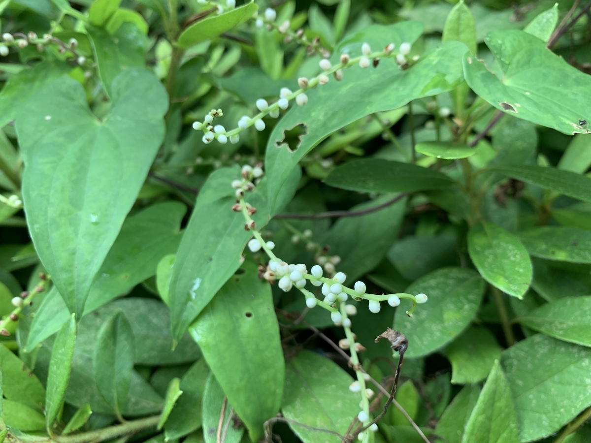 f:id:encyclopediaofweeds:20200723214755j:plain