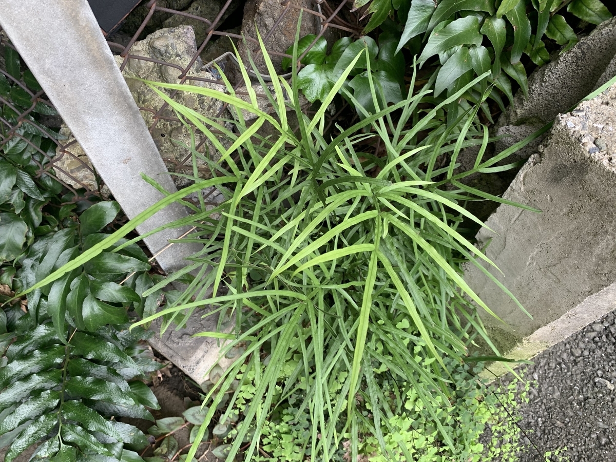 f:id:encyclopediaofweeds:20200723215024j:plain
