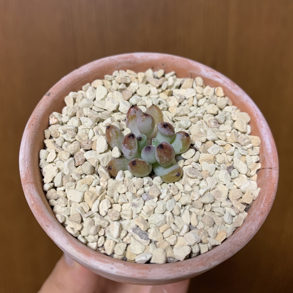 f:id:encyclopediaofweeds:20200731201546j:plain