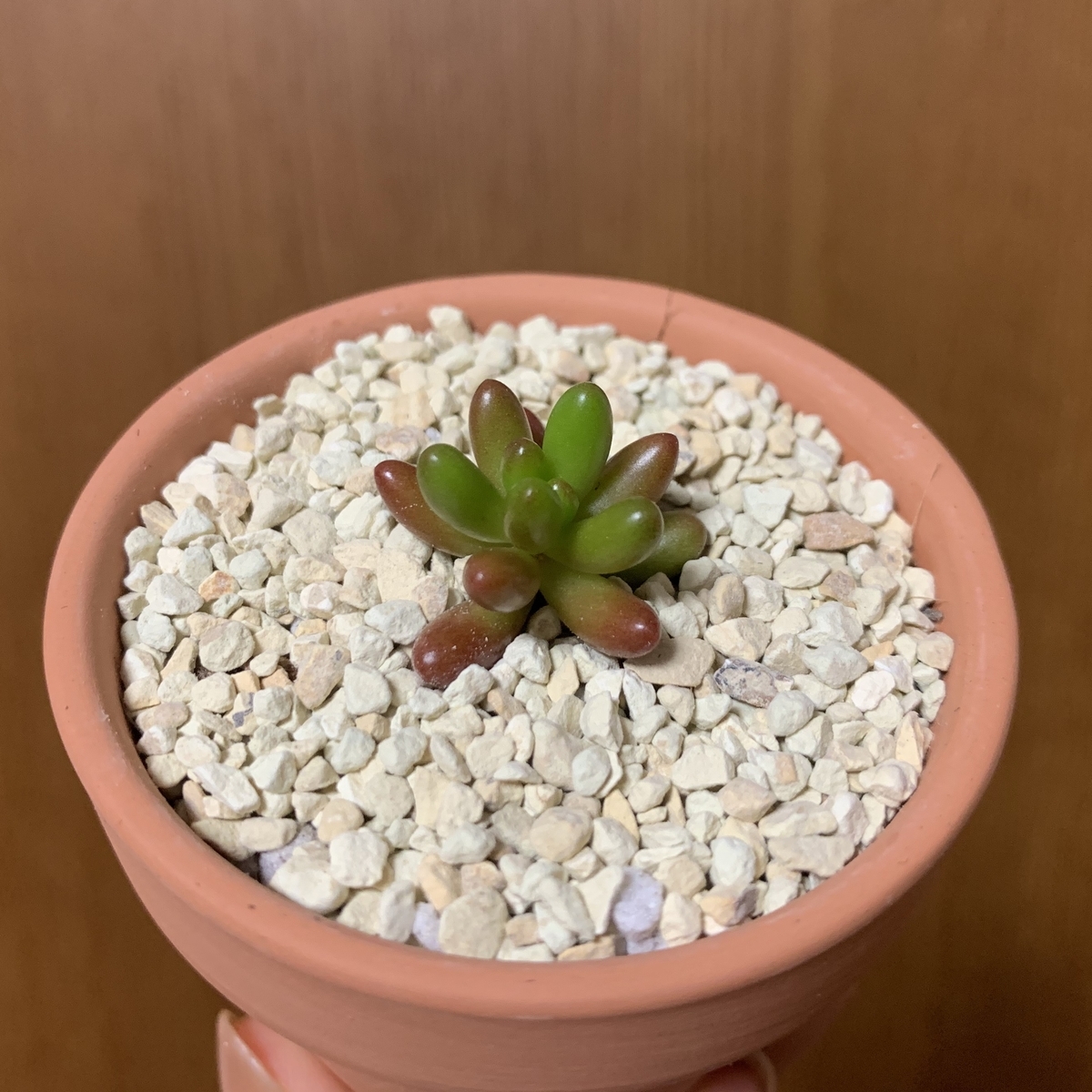 f:id:encyclopediaofweeds:20200731204235j:plain