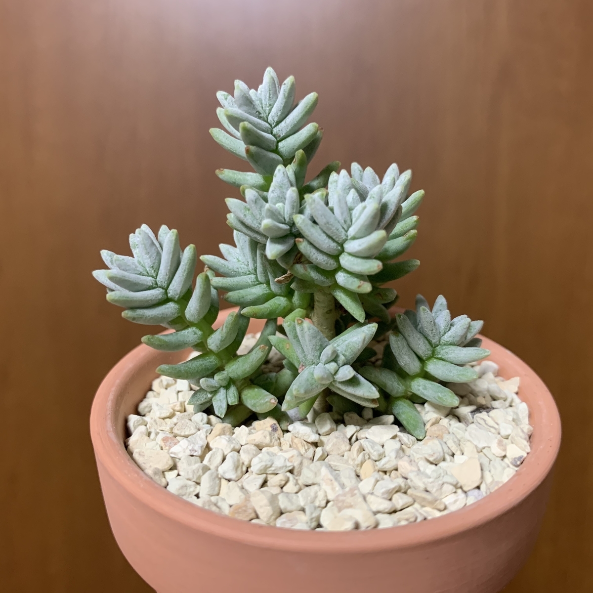 f:id:encyclopediaofweeds:20200731204538j:plain