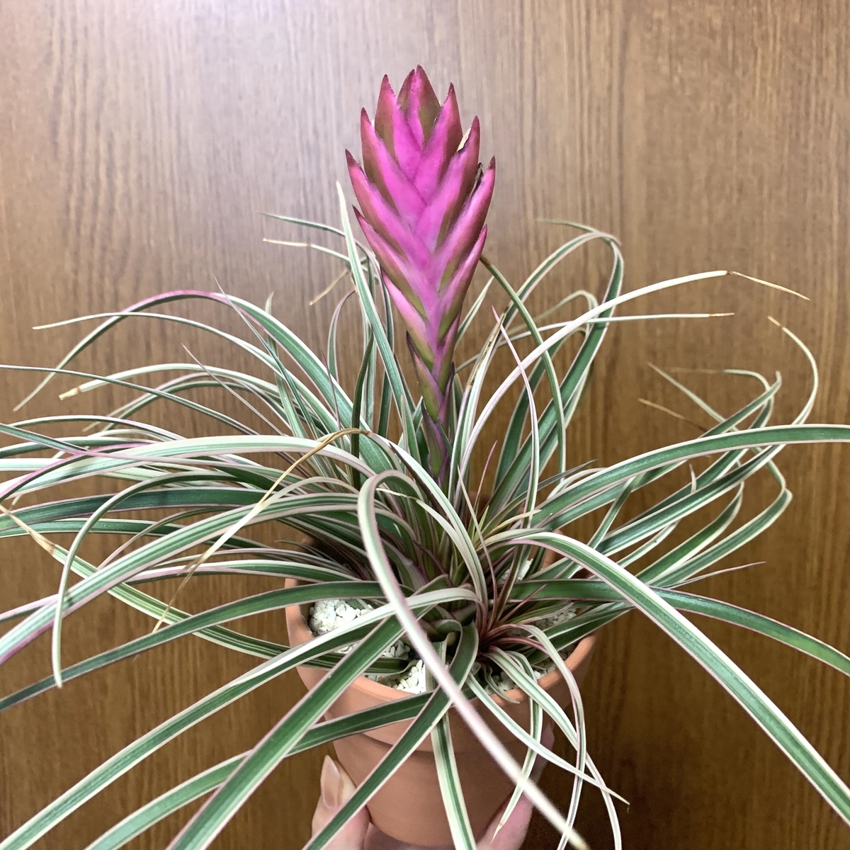 f:id:encyclopediaofweeds:20200801165746j:plain