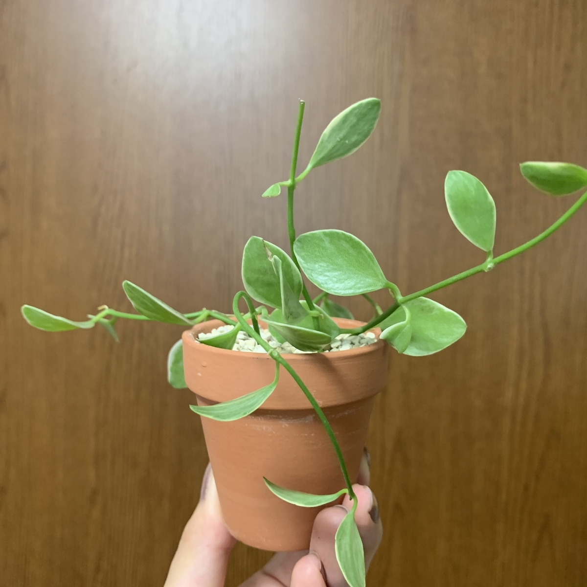 f:id:encyclopediaofweeds:20200805220109j:plain