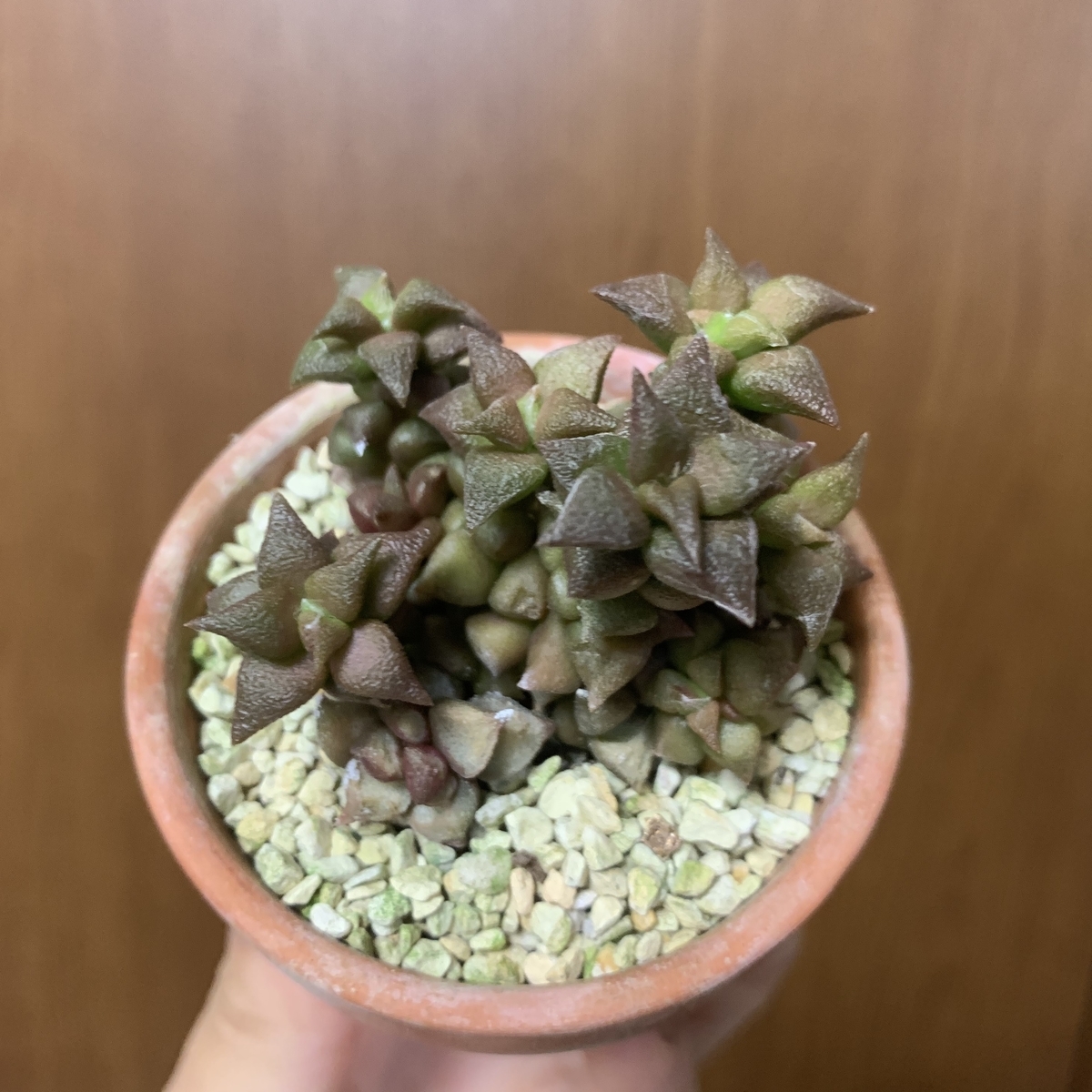 うちの多肉植物たち スベリヒユ科 愛すべき雑草たち うちの多肉植物たち スベリヒユ科 愛すべき雑草たち