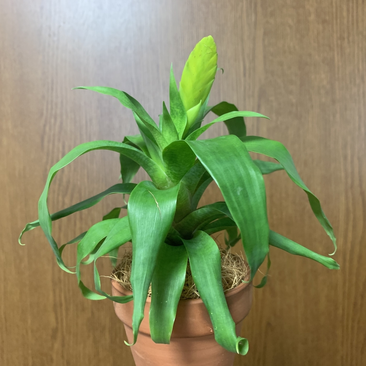 f:id:encyclopediaofweeds:20200806175130j:plain