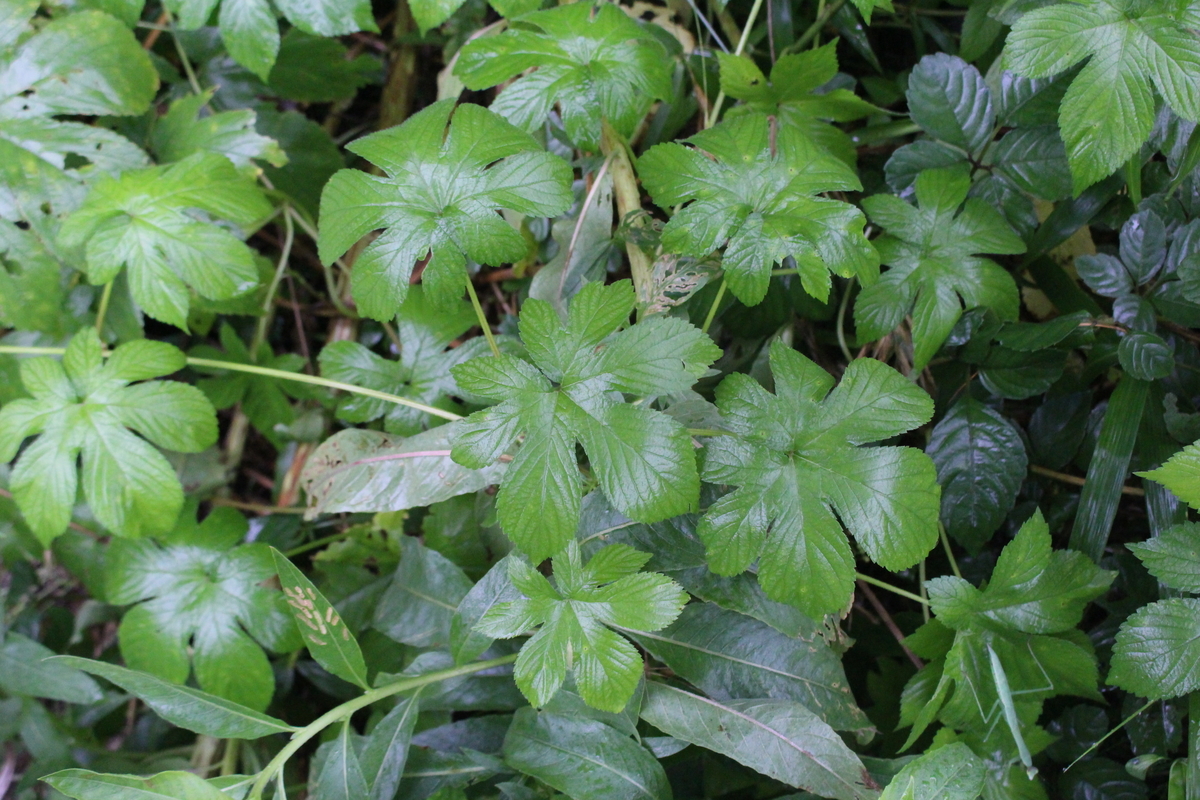 f:id:encyclopediaofweeds:20200806233330j:plain