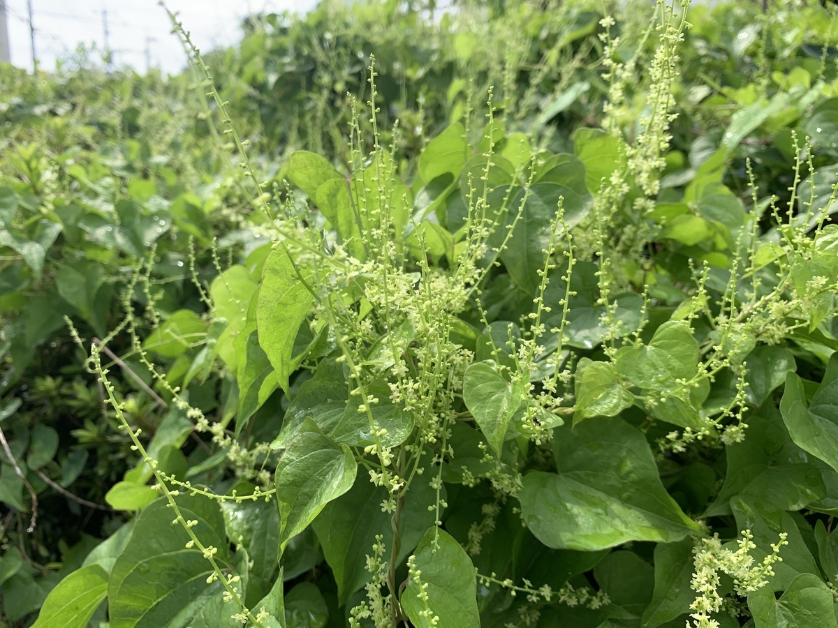 f:id:encyclopediaofweeds:20200813002545j:plain