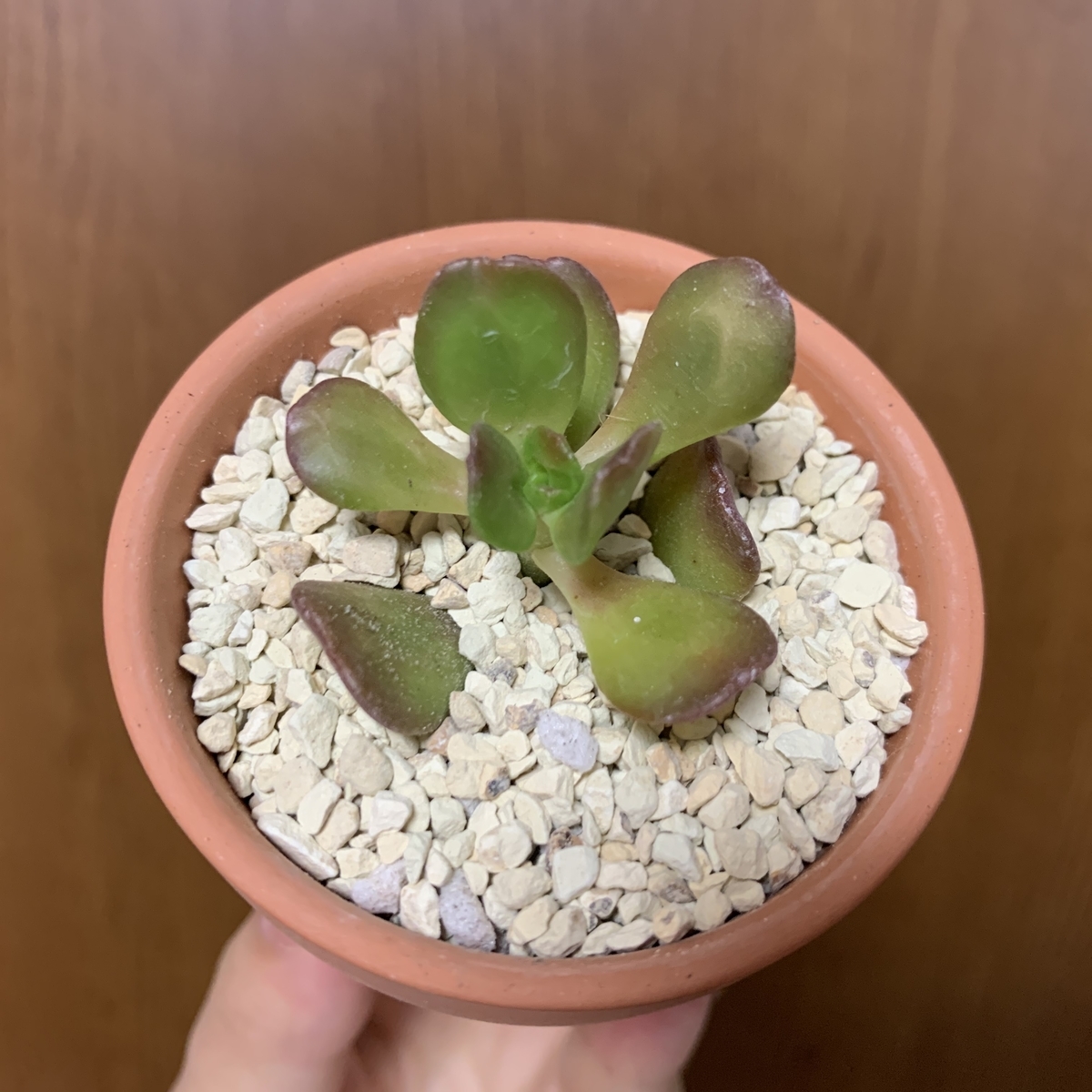 f:id:encyclopediaofweeds:20200821062522j:plain