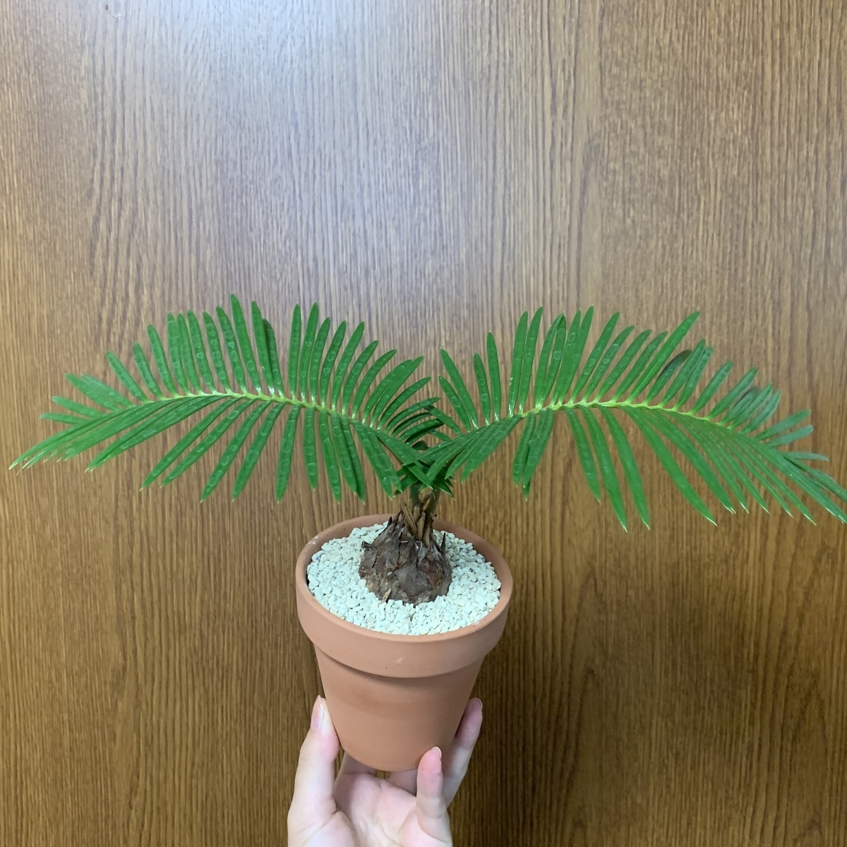 f:id:encyclopediaofweeds:20200821063852j:plain