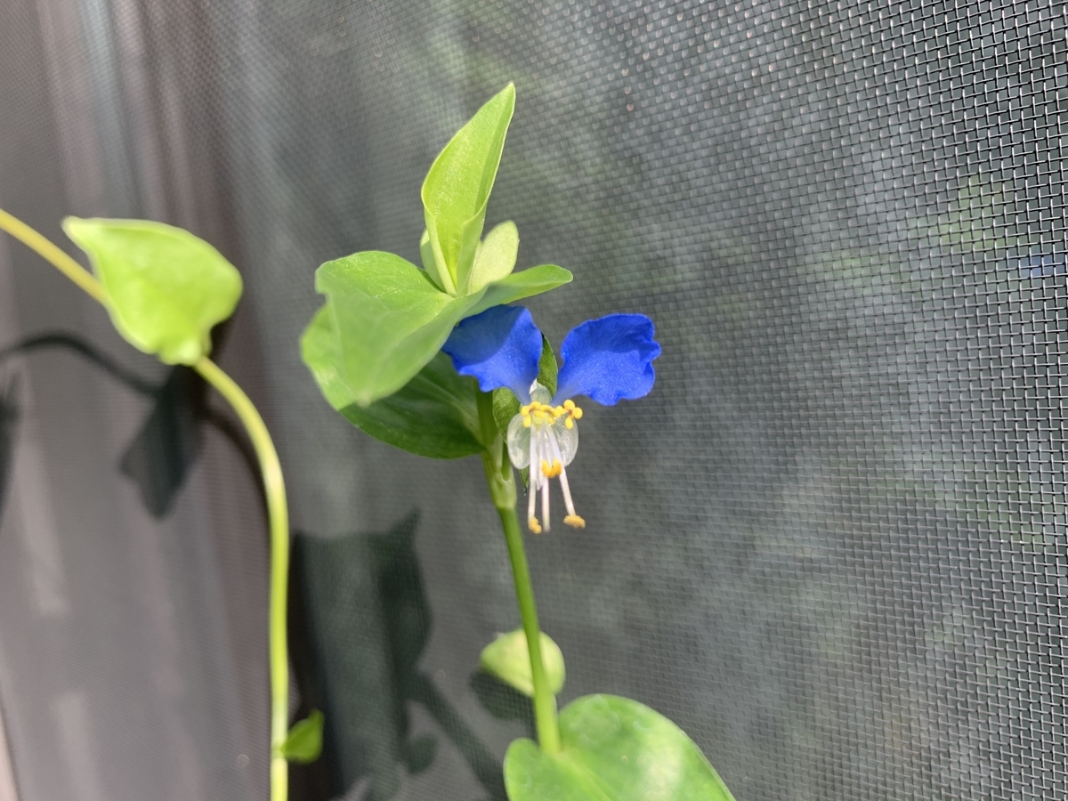 f:id:encyclopediaofweeds:20200829091927j:plain