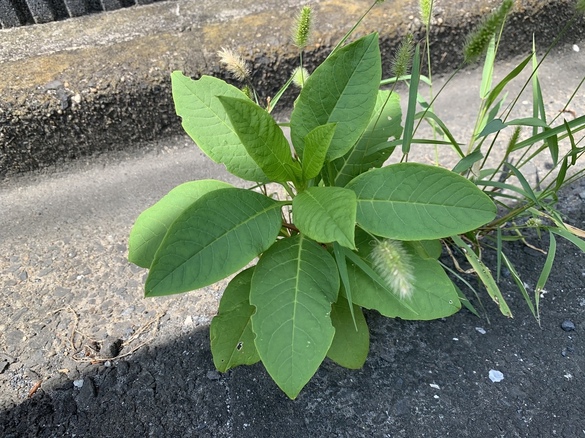 f:id:encyclopediaofweeds:20200829092221j:plain f:id:encyclopediaofweeds:20200829092221j:plain