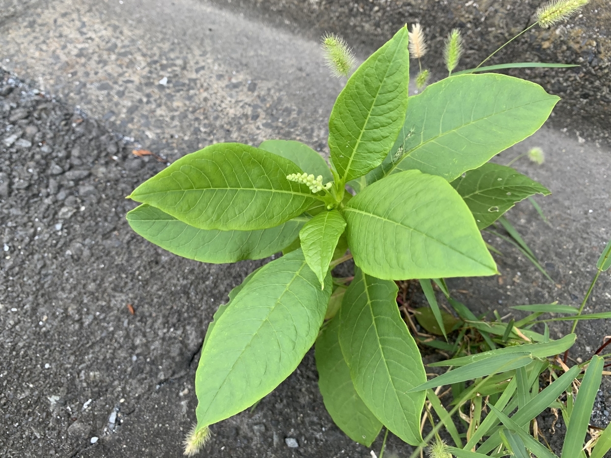 f:id:encyclopediaofweeds:20200829092302j:plain f:id:encyclopediaofweeds:20200829092302j:plain