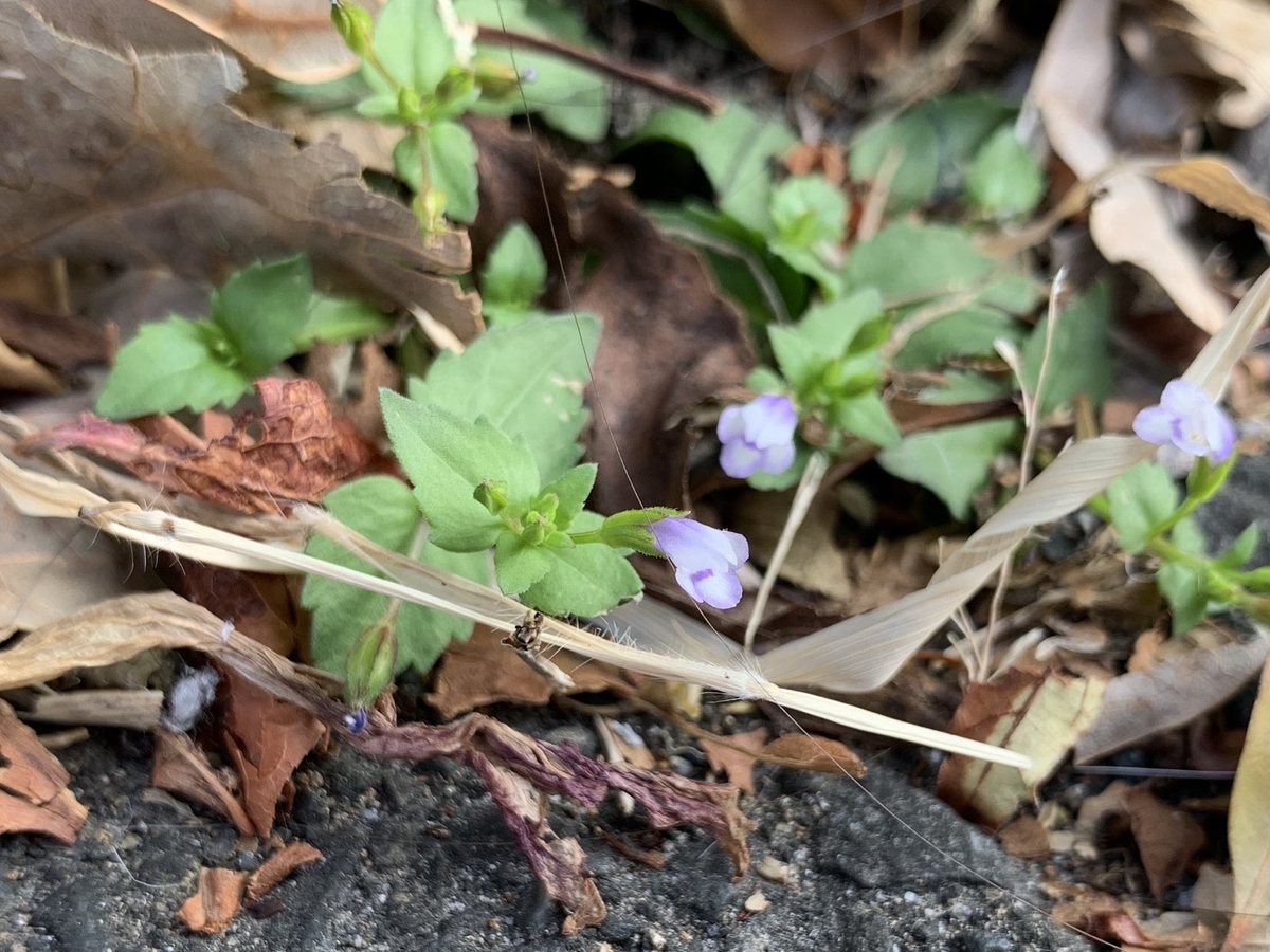 f:id:encyclopediaofweeds:20200910131603j:plain