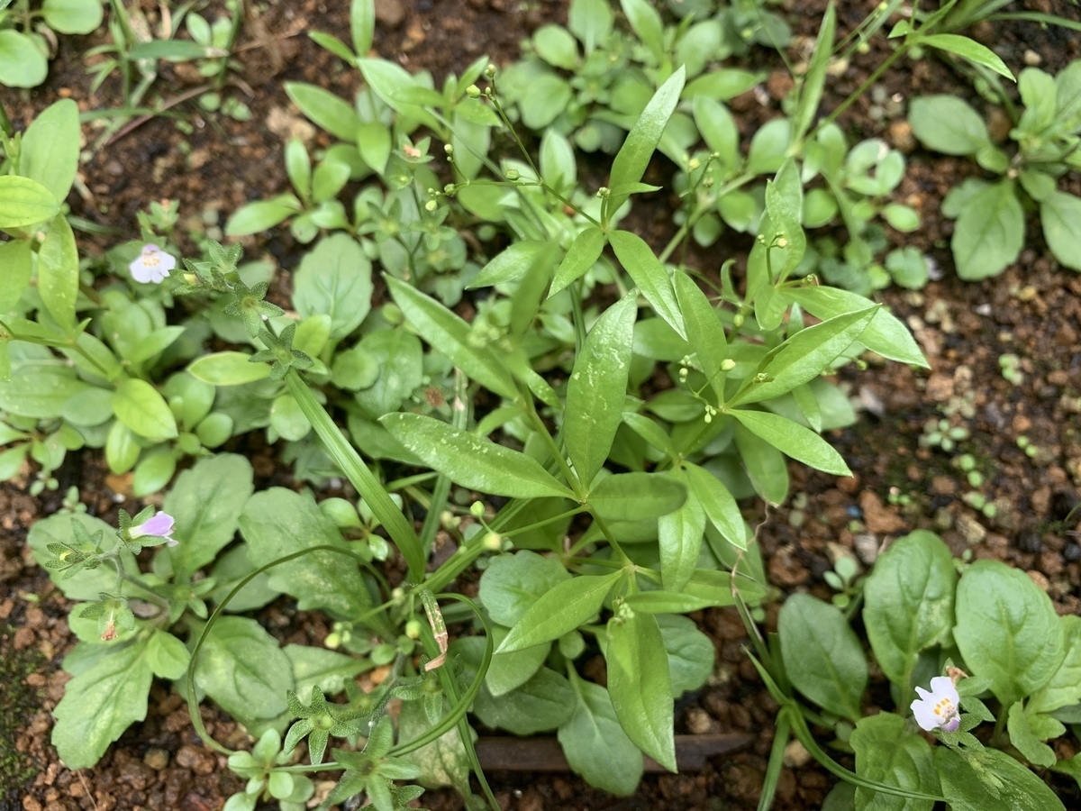 f:id:encyclopediaofweeds:20200910132504j:plain