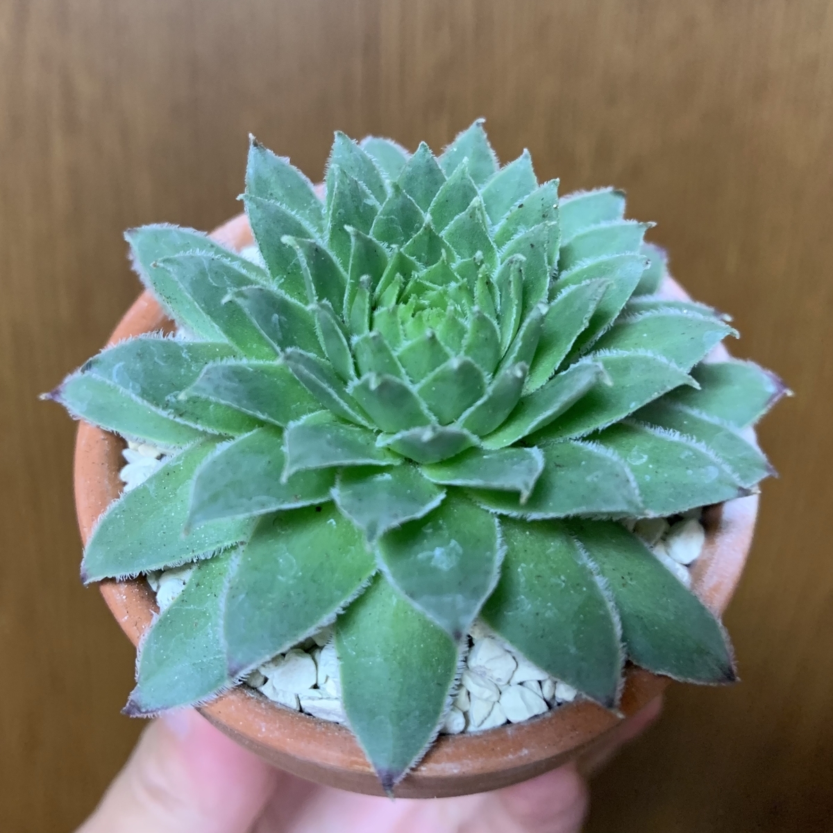 f:id:encyclopediaofweeds:20201001182123j:plain