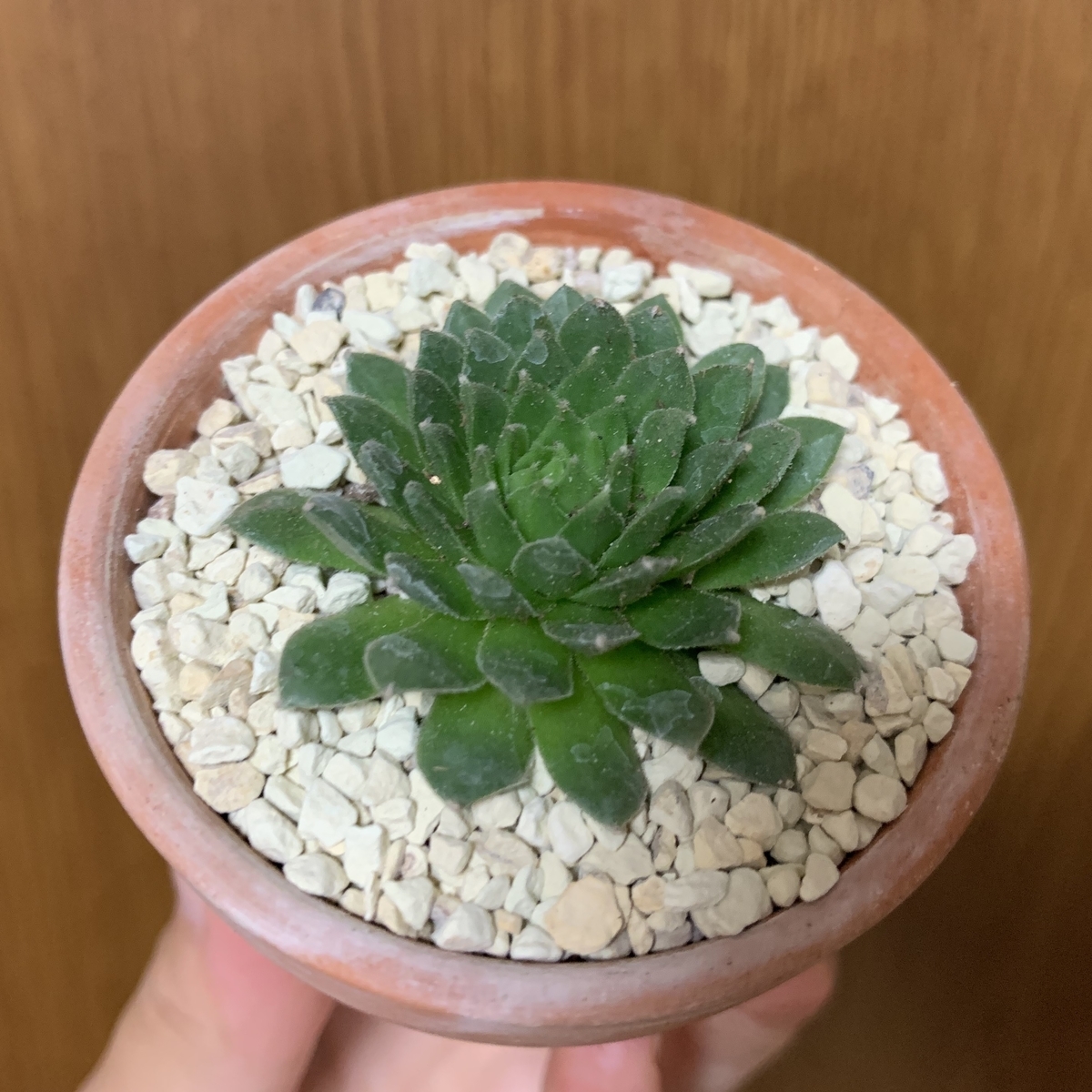 f:id:encyclopediaofweeds:20201001182207j:plain