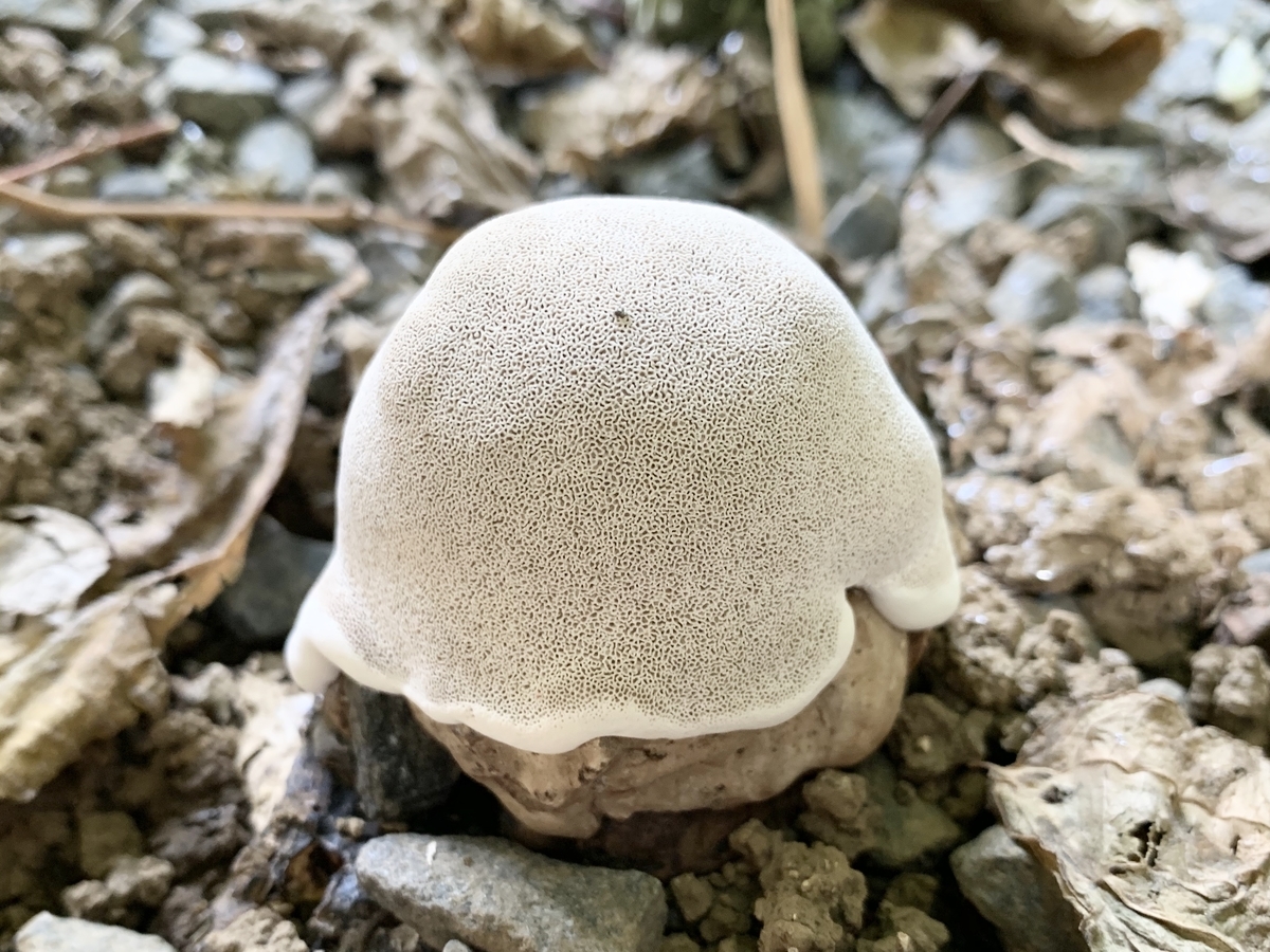 f:id:encyclopediaofweeds:20201010090517j:plain