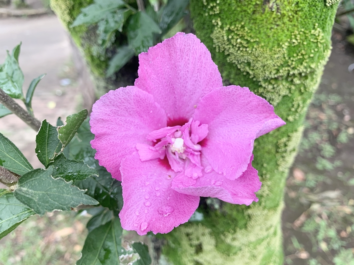 f:id:encyclopediaofweeds:20201010091330j:plain