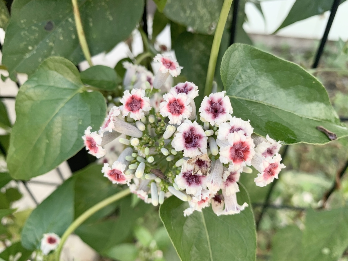 f:id:encyclopediaofweeds:20201010123040j:plain
