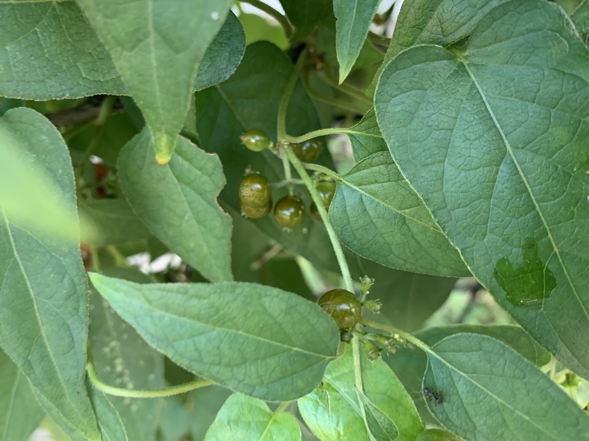 f:id:encyclopediaofweeds:20201010123147j:plain