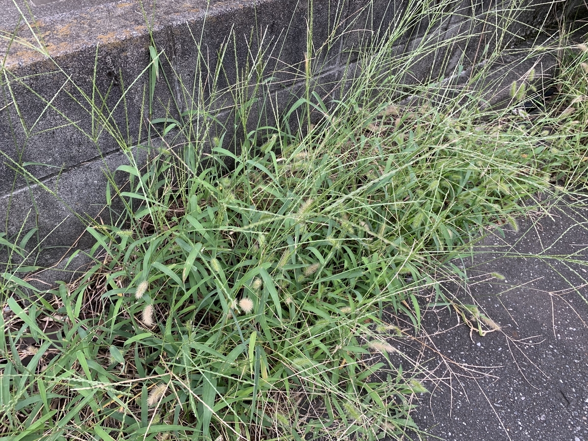 f:id:encyclopediaofweeds:20201010132452j:plain