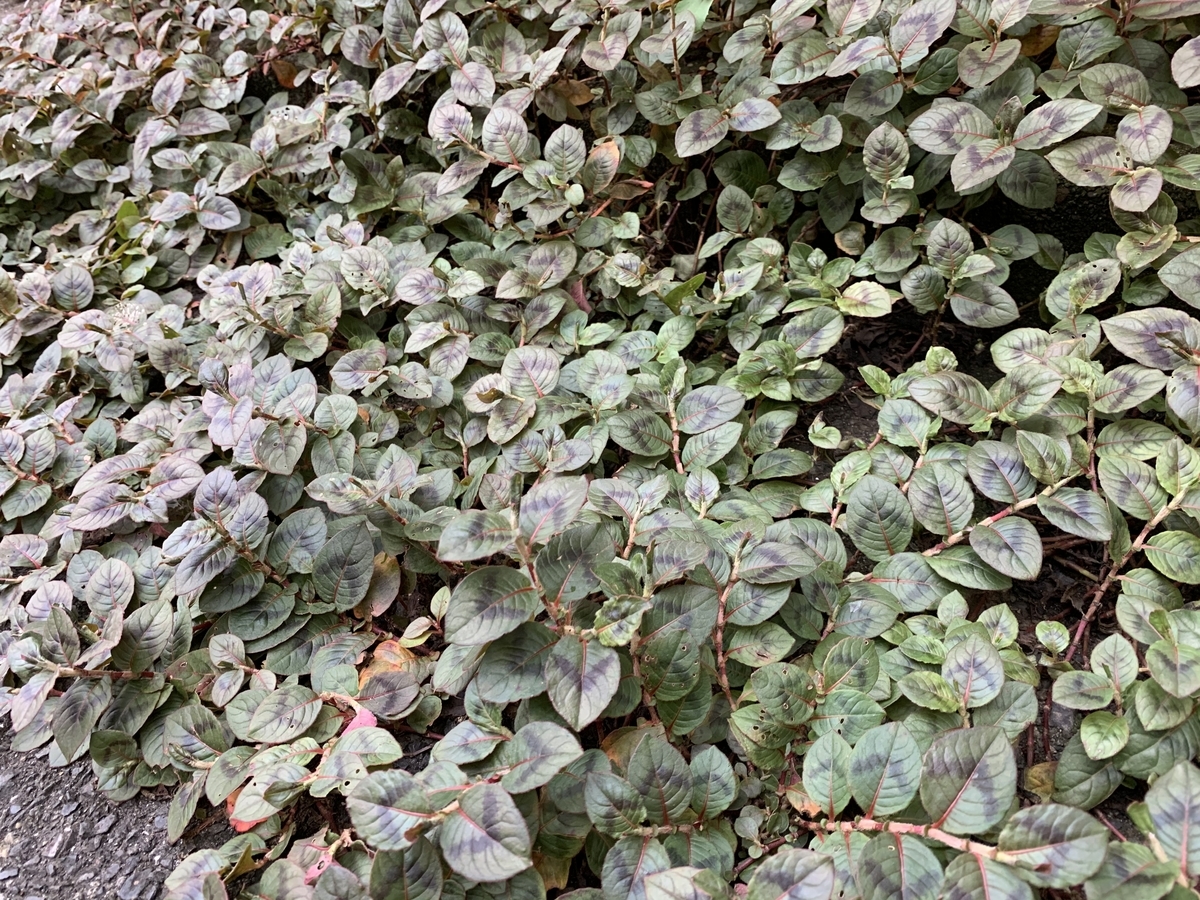 f:id:encyclopediaofweeds:20201011145056j:plain f:id:encyclopediaofweeds:20201011145056j:plain