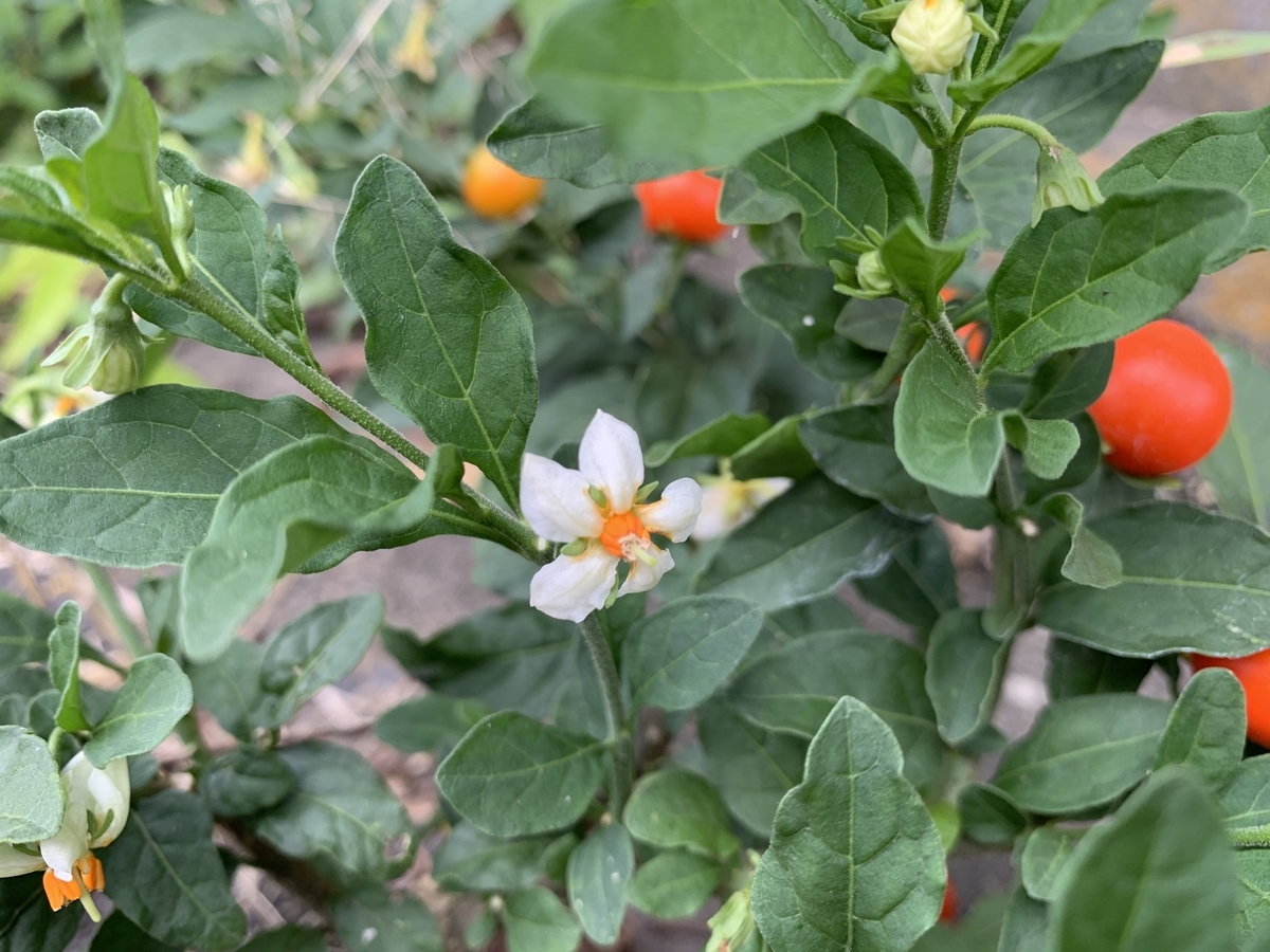 f:id:encyclopediaofweeds:20201011153525j:plain