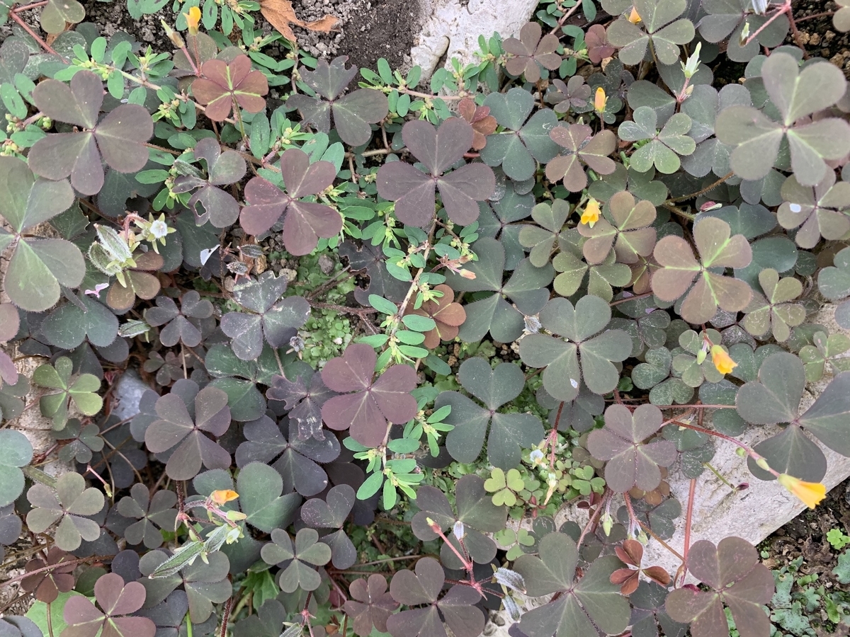 f:id:encyclopediaofweeds:20201011155247j:plain f:id:encyclopediaofweeds:20201011155247j:plain