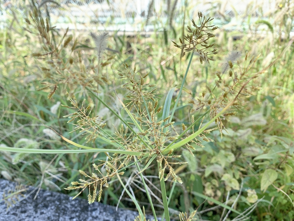 f:id:encyclopediaofweeds:20201011160308j:plain