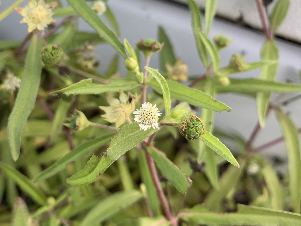 f:id:encyclopediaofweeds:20201011160513j:plain