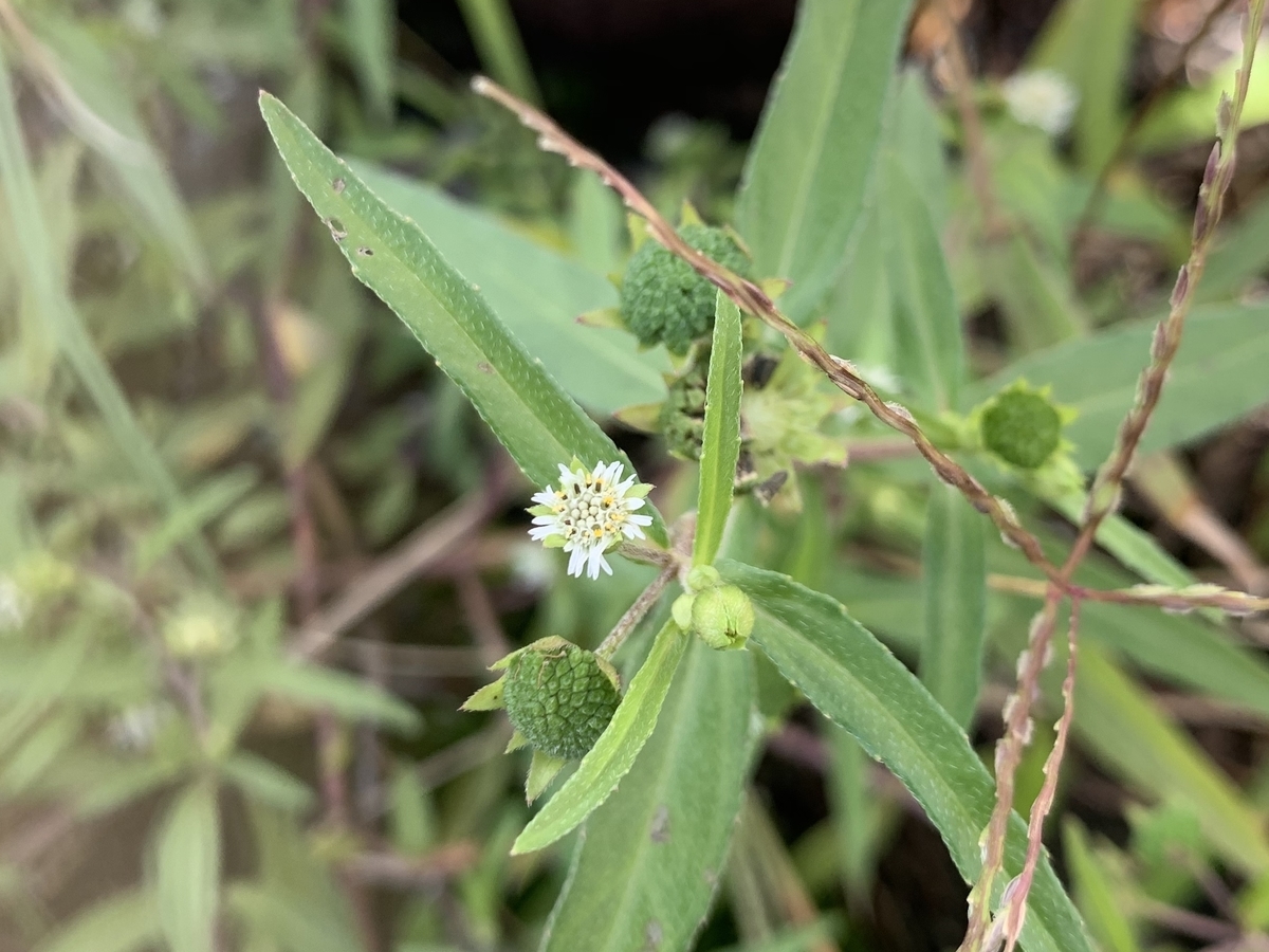 f:id:encyclopediaofweeds:20201011160519j:plain