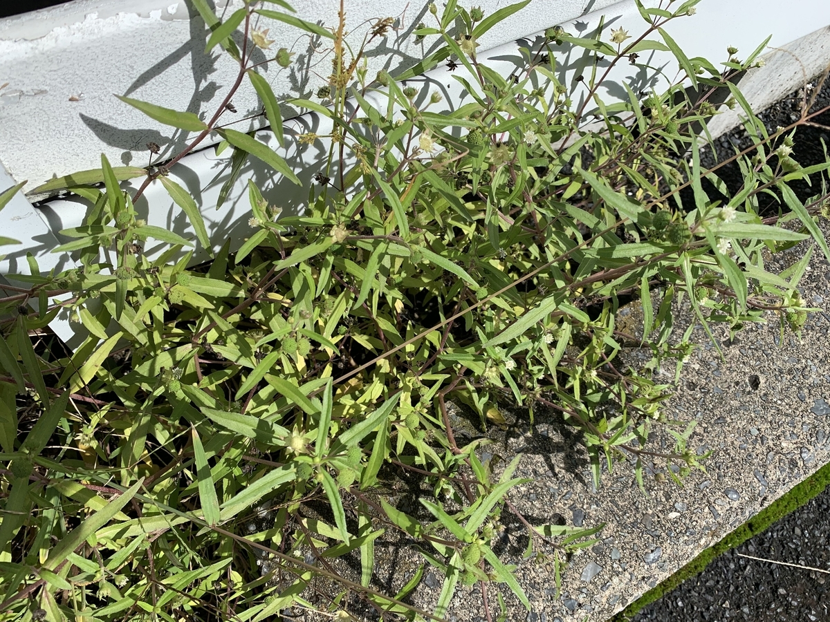 f:id:encyclopediaofweeds:20201011160640j:plain