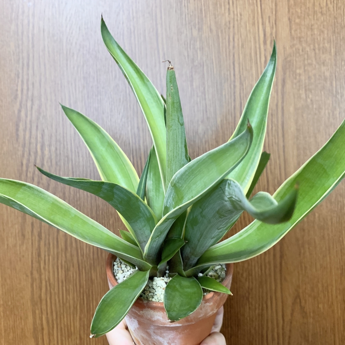 f:id:encyclopediaofweeds:20201011161357j:plain
