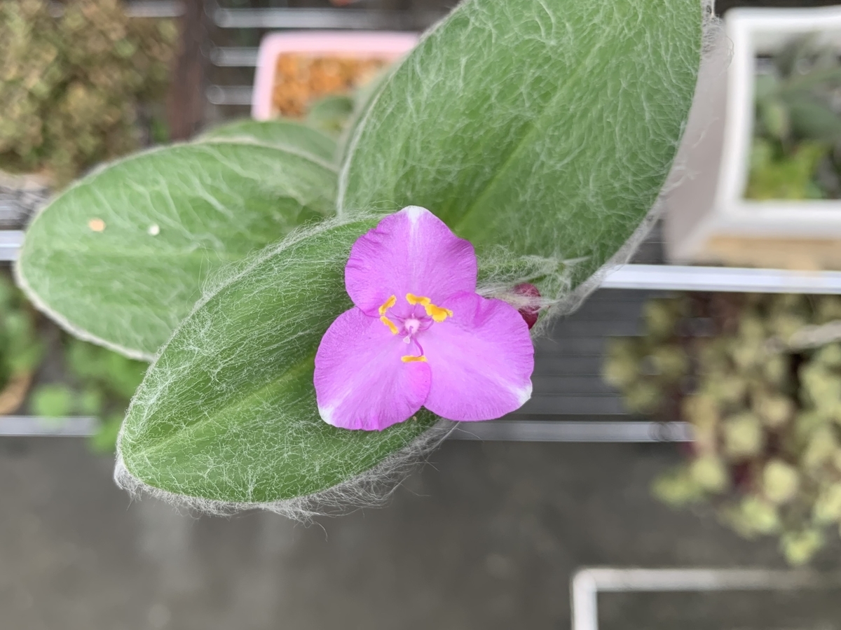 f:id:encyclopediaofweeds:20201011161935j:plain