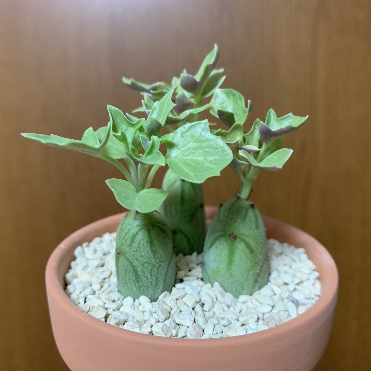 f:id:encyclopediaofweeds:20201011162249j:plain