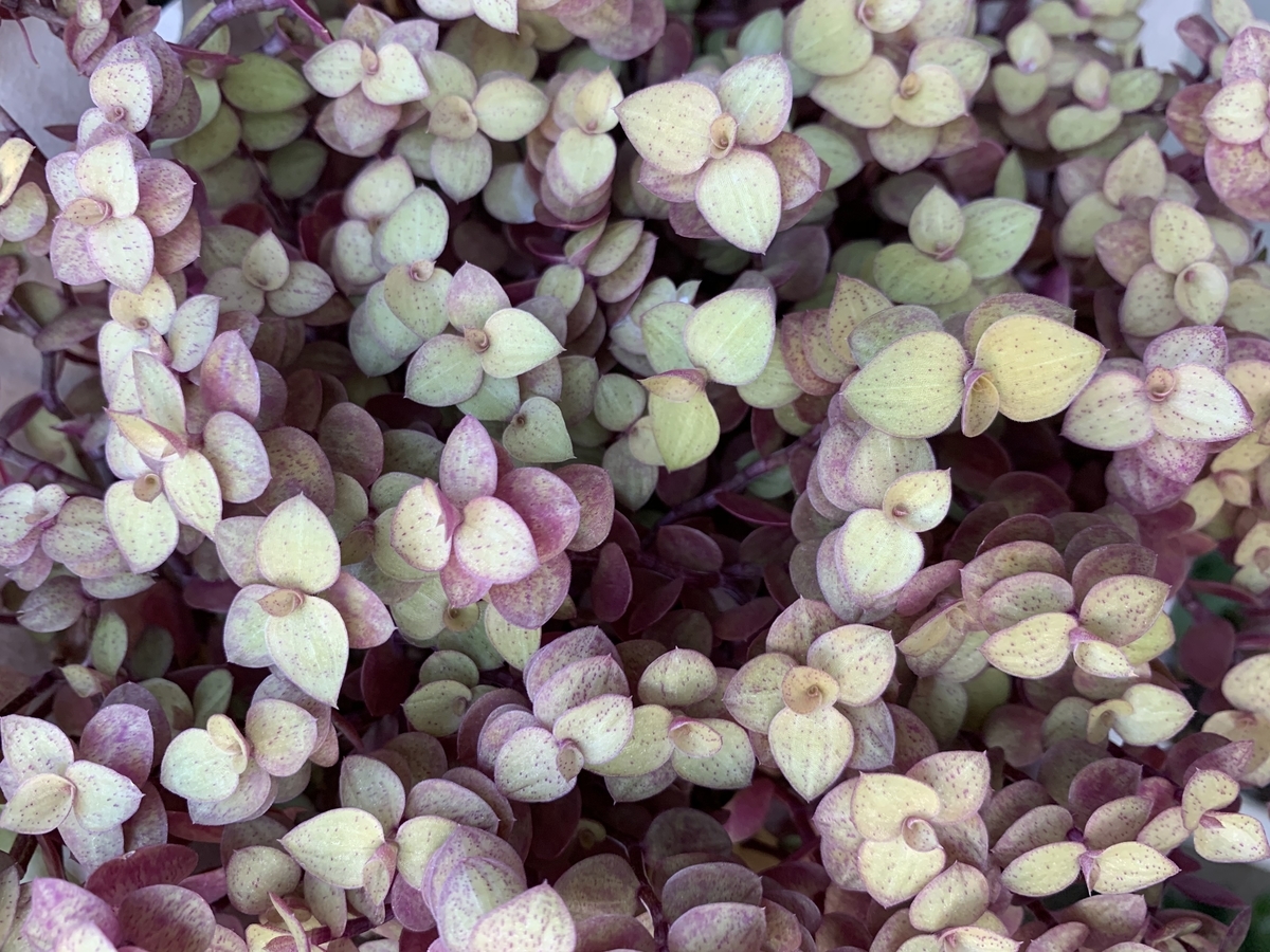 f:id:encyclopediaofweeds:20201102224608j:plain