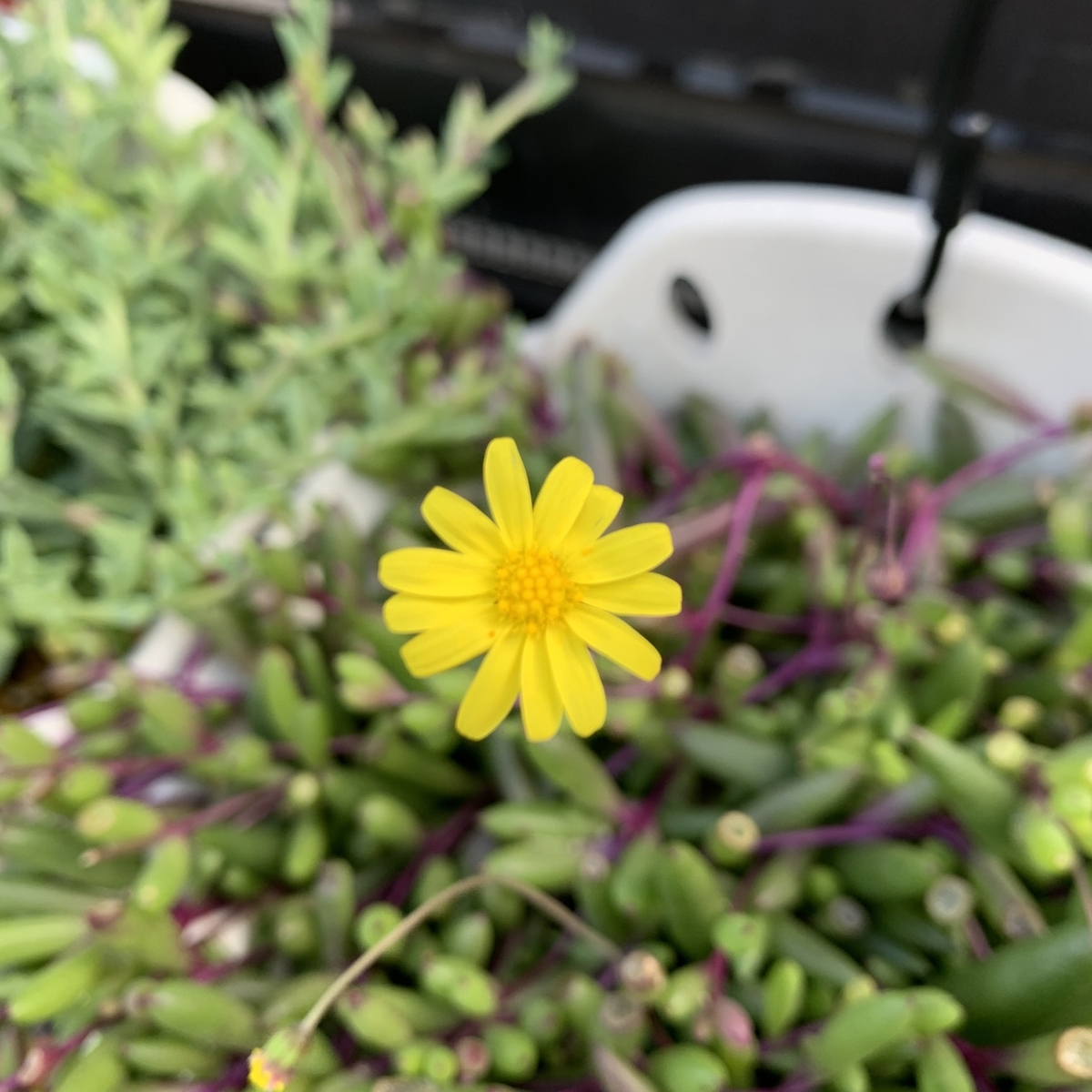 f:id:encyclopediaofweeds:20201102225524j:plain