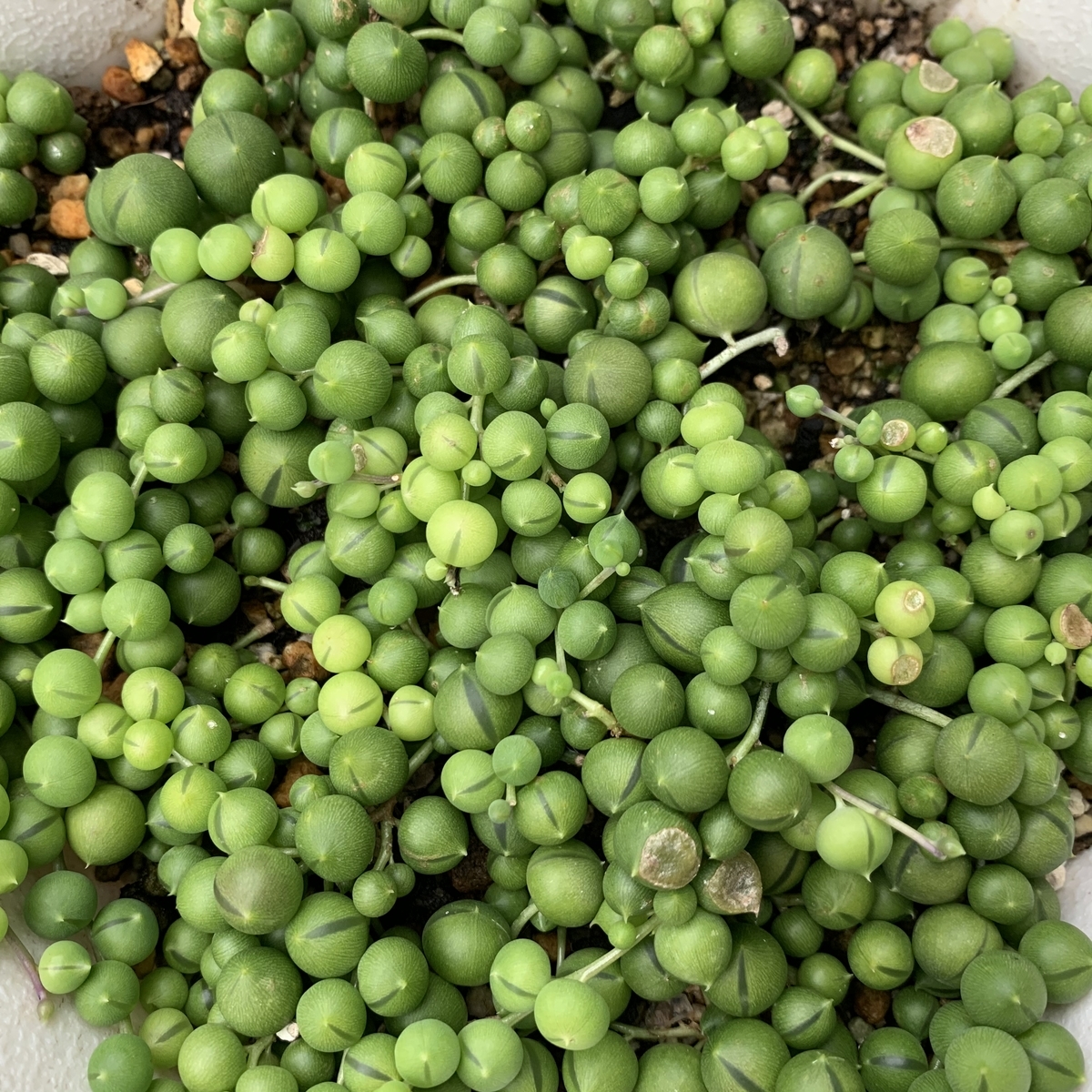 f:id:encyclopediaofweeds:20201102225921j:plain
