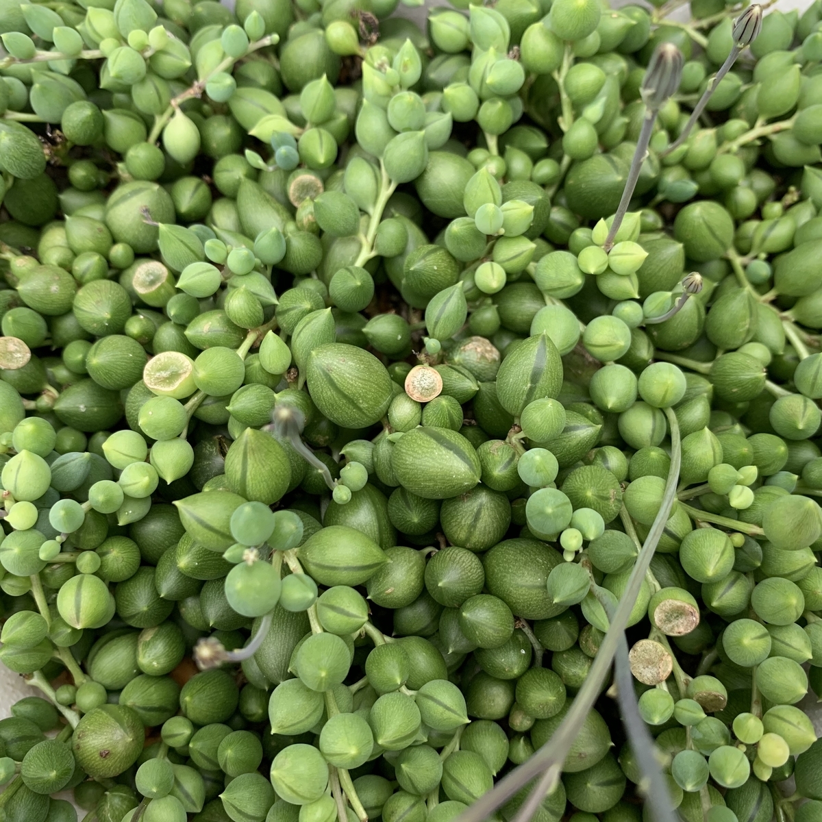 f:id:encyclopediaofweeds:20201102230019j:plain