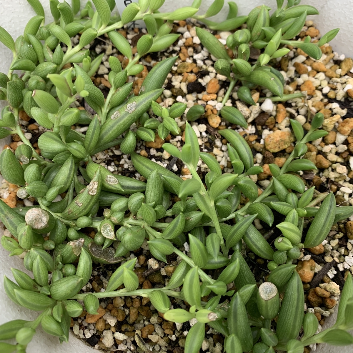 f:id:encyclopediaofweeds:20201102230100j:plain