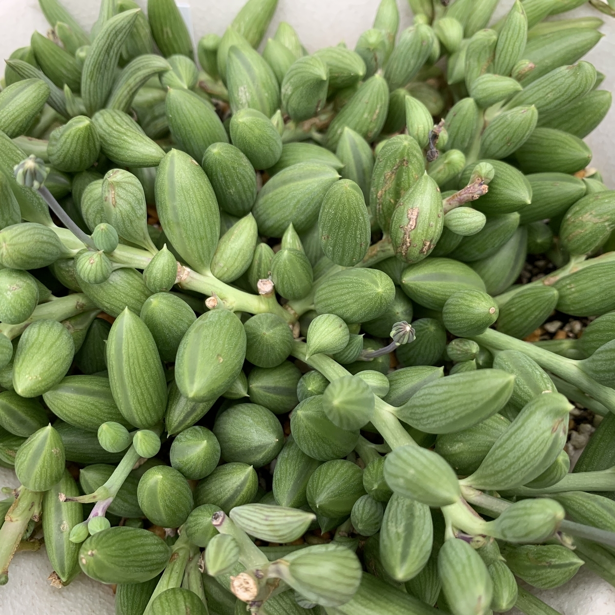 f:id:encyclopediaofweeds:20201102230205j:plain