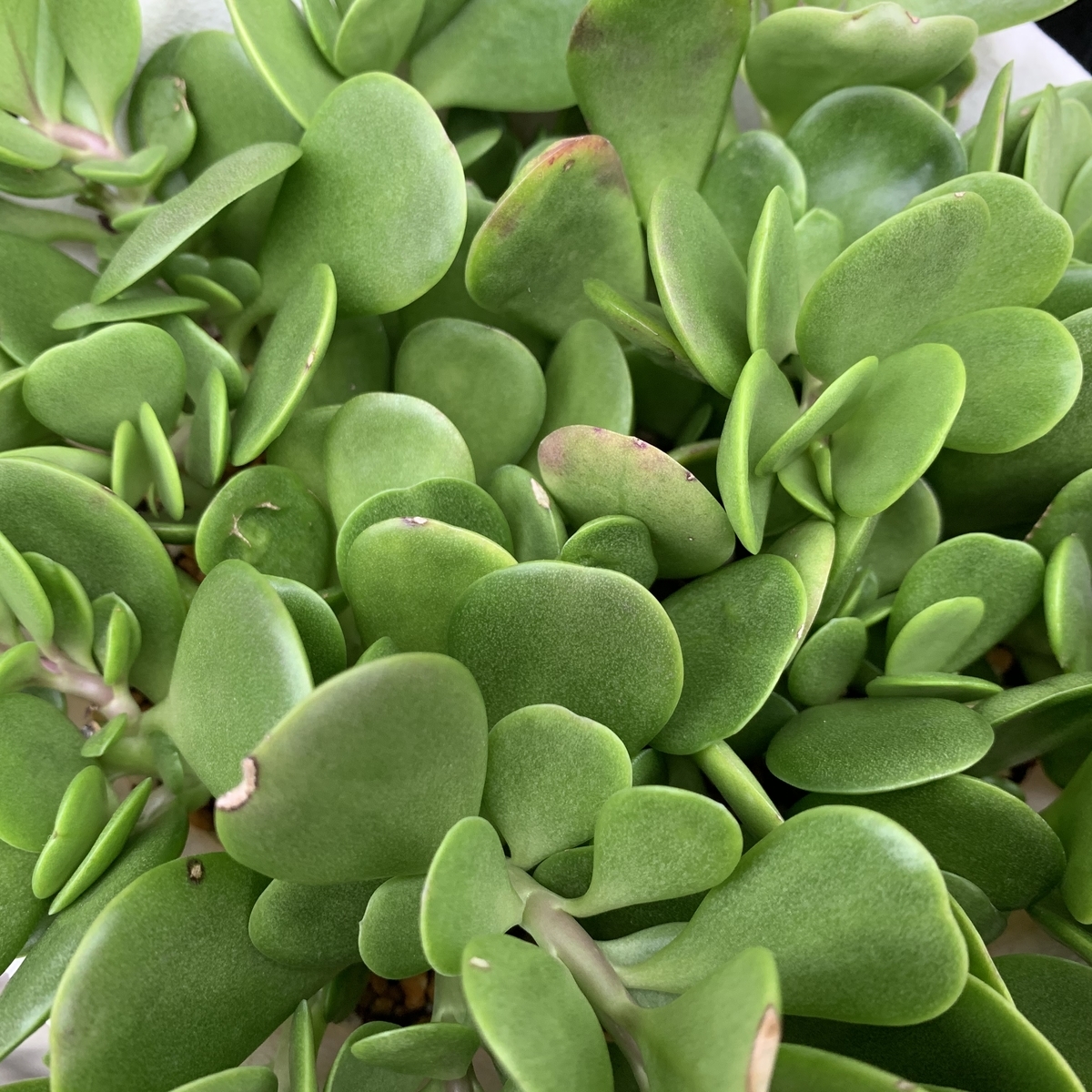 f:id:encyclopediaofweeds:20201102230246j:plain