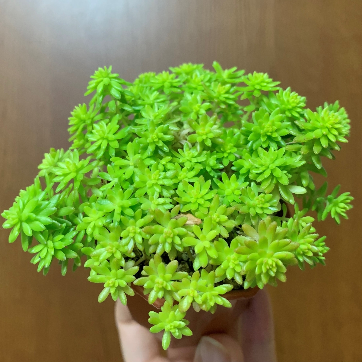 f:id:encyclopediaofweeds:20201102232403j:plain