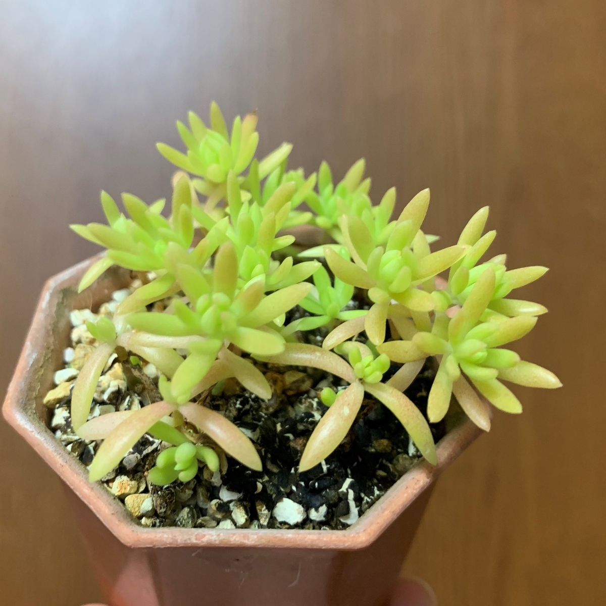 f:id:encyclopediaofweeds:20201102232945j:plain