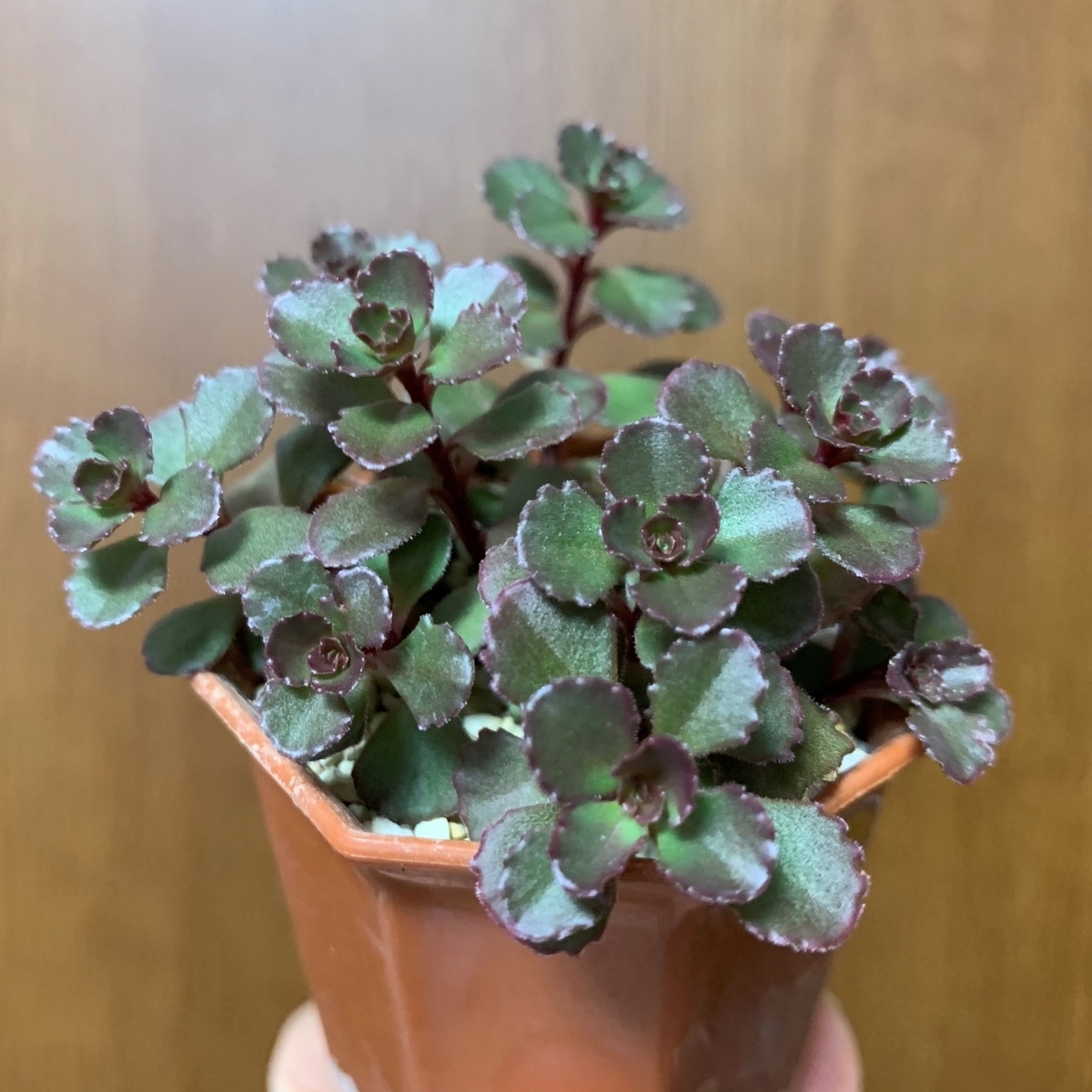 f:id:encyclopediaofweeds:20201102233233j:plain